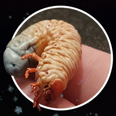 Grub (Christmas Ornament or Natural Variant) | Hellbender Museum | UNPAINTED Miniature in Resin