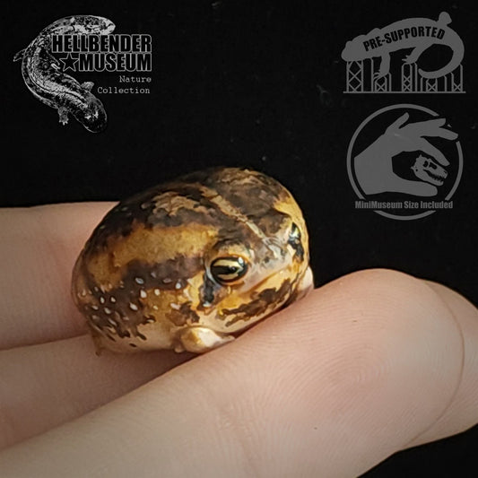 Common Rain Frog | Breviceps Adspersus | Hellbender Museum | UNPAINTED Miniature in Resin