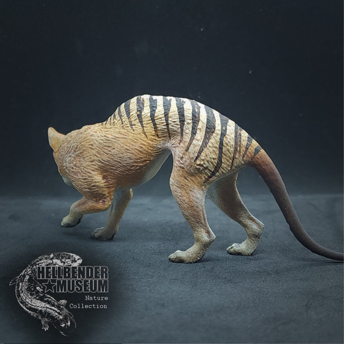 Thylacine (Tasmanian Tiger, Thylacinus cynocephalus) | Hellbender Museum | UNPAINTED Miniature in Resin