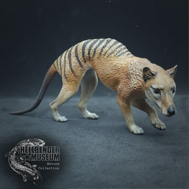 Thylacine (Tasmanian Tiger, Thylacinus cynocephalus) | Hellbender Museum | UNPAINTED Miniature in Resin