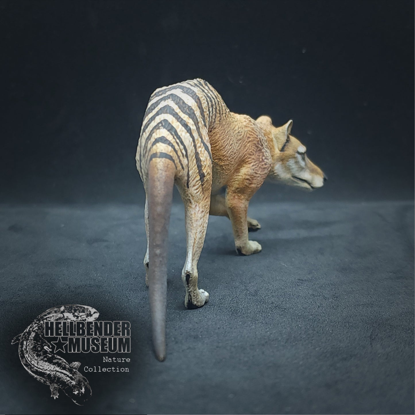 Thylacine (Tasmanian Tiger, Thylacinus cynocephalus) | Hellbender Museum | UNPAINTED Miniature in Resin