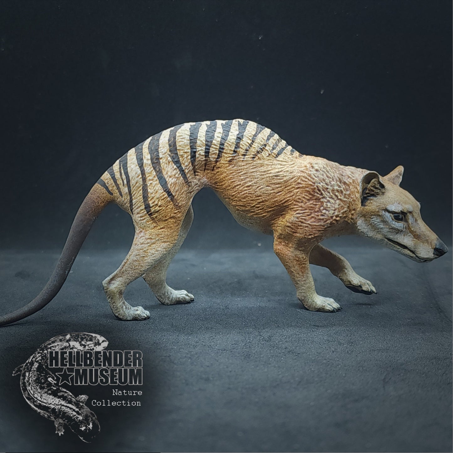 Thylacine (Tasmanian Tiger, Thylacinus cynocephalus) | Hellbender Museum | UNPAINTED Miniature in Resin