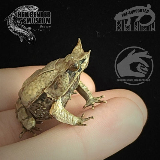 Malayan Horned Frog | Megophrys Nasuta | Hellbender Museum | UNPAINTED Miniature in Resin