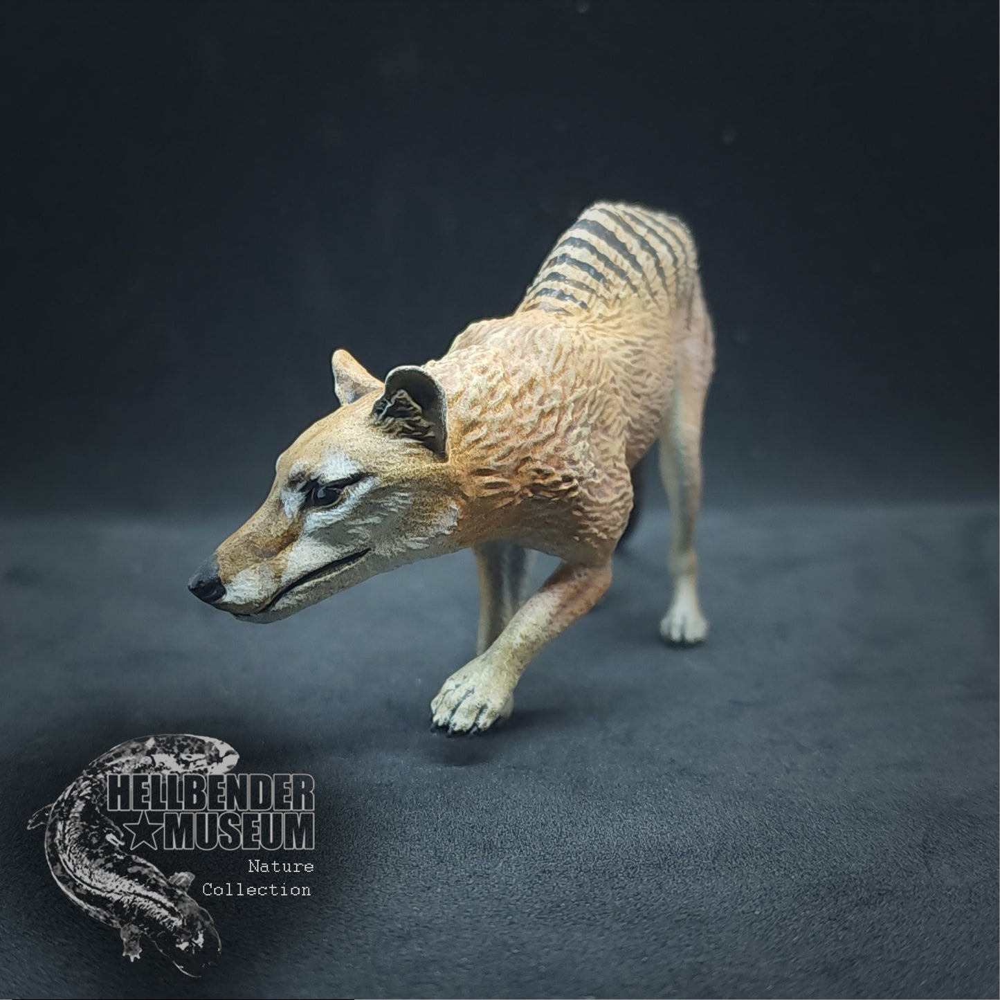 Thylacine (Tasmanian Tiger, Thylacinus cynocephalus) | Hellbender Museum | UNPAINTED Miniature in Resin