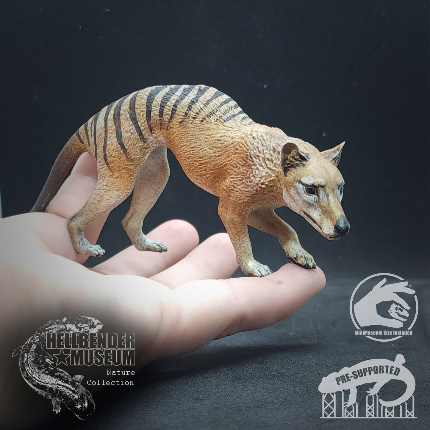 Thylacine (Tasmanian Tiger, Thylacinus cynocephalus) | Hellbender Museum | UNPAINTED Miniature in Resin