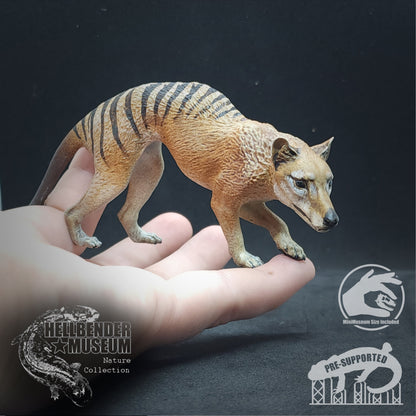 Thylacine (Tasmanian Tiger, Thylacinus cynocephalus) | Hellbender Museum | UNPAINTED Miniature in Resin