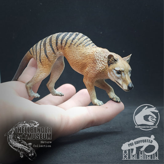 Thylacine (Tasmanian Tiger, Thylacinus cynocephalus) | Hellbender Museum | UNPAINTED Miniature in Resin