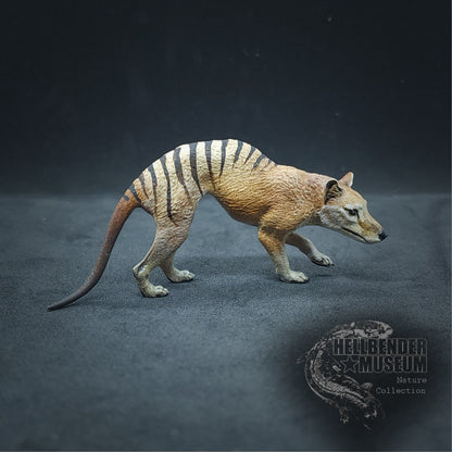 Thylacine (Tasmanian Tiger, Thylacinus cynocephalus) | Hellbender Museum | UNPAINTED Miniature in Resin